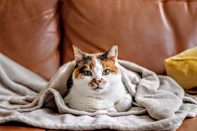 Comfort and Care Essentials for Every Feline Friend