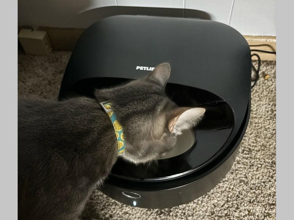 Innovative Feeding Solutions for a Healthier Cat