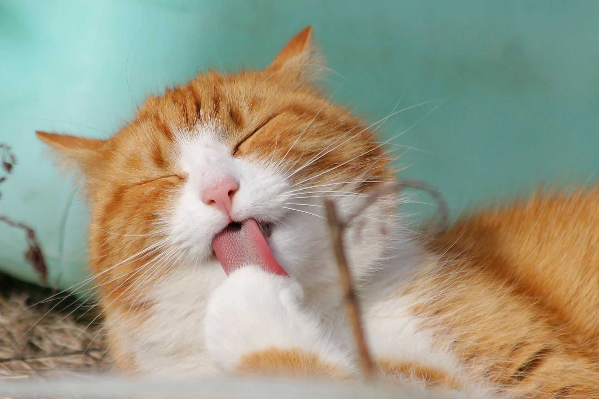 Effective Grooming Practices to Keep Your Cat Happy