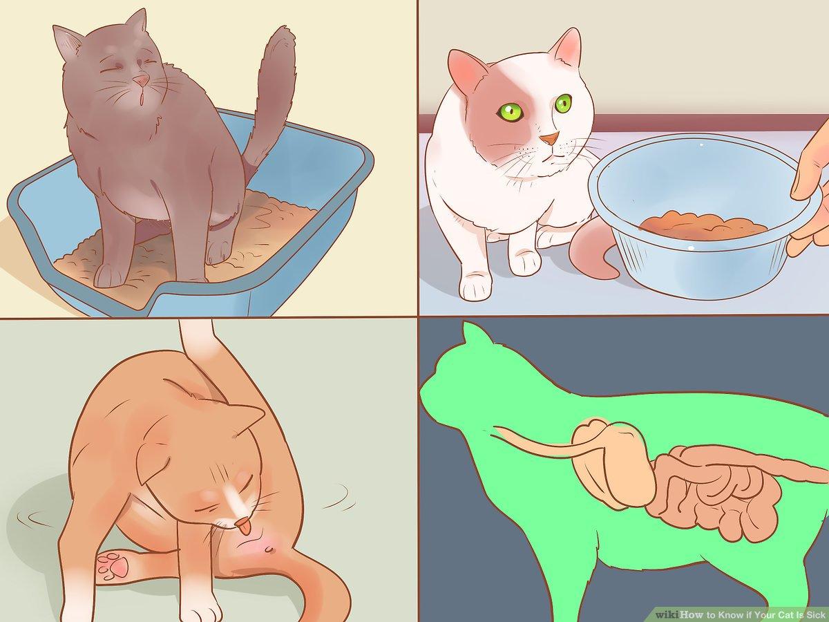 Recognizing Early Signs of Illness and When to Visit the Vet