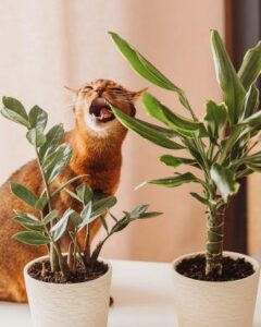 If you’re a cat owner who loves houseplants, you may have encountered the challenge of finding plants that are safe for your feline friends. Cats are known for their curiosity and tendency to nibble on plants, so it’s crucial to choose greenery that won’t