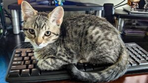 If you work from home and share your space with a curious feline friend, it’s crucial to cat-proof your home office to keep both your belongings and your cat safe. Cat-proofing your workspace can help prevent accidents, distractions, and damage caused by