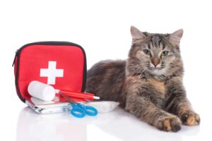 As a responsible cat owner, it’s essential to be prepared for any unforeseen emergencies that may arise with your feline friend. One of the best ways to ensure you can provide immediate care in times of need is by putting together a cat first aid kit. In