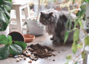 If you’re a cat owner, you’ve likely experienced the frustration of finding items knocked off shelves, counters, and tables by your mischievous feline friend. While it may be tempting to chalk it up to your cat being a troublemaker, there are actually som