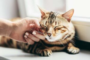 If you’re a proud cat owner, you’ve likely experienced the undeniable joy of hearing your feline friend purring contentedly by your side. But have you ever wondered about the science behind this soothing sound? Let’s delve into the fascinating world of ca