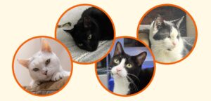 Are you a senior looking to bring a furry friend into your golden years? Cats make wonderful companions for seniors as they require less maintenance than other pets and can provide comfort, companionship, and a sense of purpose. If you’re considering gett